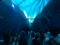 sea aquarium, singapore, travel