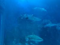 sea aquarium, singapore, travel