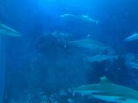 sea aquarium, singapore, travel