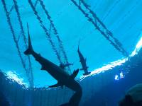 sea aquarium, singapore, travel