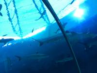 sea aquarium, singapore, travel, explore