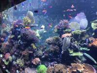 sea aquarium, singapore, travel, explore