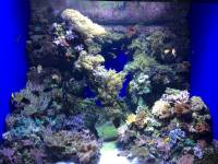 sea aquarium, singapore, travel, explore