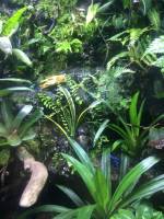 poison arrow frogs, sea aquarium, singapore, travel, explore