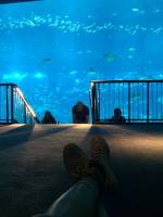 sea aquarium, singapore, travel, explore