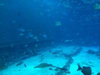 sea aquarium, singapore, travel, explore