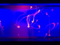 sea aquarium, singapore, travel, explore