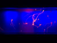 jellyfish, sea aquarium, singapore, travel, explore