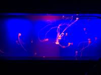 jellyfish, sea aquarium, singapore, travel, explore