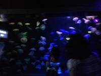 jellyfish, sea aquarium, singapore, travel, explore