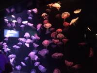 jellyfish, sea aquarium, singapore, travel, explore
