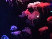 jellyfish, sea aquarium, singapore, travel, explore