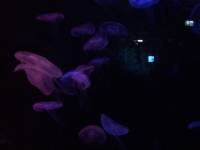 jellyfish, sea aquarium, singapore, travel, explore