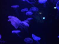 jellyfish, sea aquarium, singapore, travel, explore