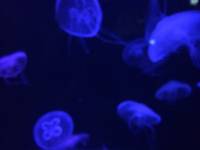 sea aquarium, singapore, travel, explore