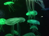 jellyfish, sea aquarium, singapore, travel, explore