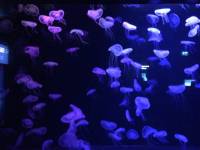 jellyfish, sea aquarium, singapore, travel, explore