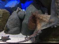 octopus, sea aquarium, singapore, travel, explore
