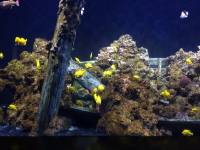 sea aquarium, singapore, travel, explore