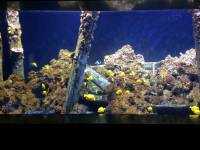 sea aquarium, singapore, travel, explore
