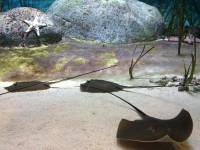 sea aquarium, singapore, travel, explore