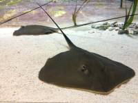 sea aquarium, singapore, travel, explore
