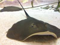 sea aquarium, singapore, travel, explore