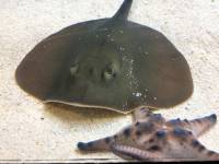 sea aquarium, singapore, travel, explore