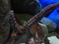 sea aquarium, singapore, travel, explore