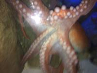sea aquarium, singapore, travel, explore