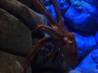 sea aquarium, singapore, travel, explore