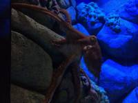 sea aquarium, singapore, travel, explore