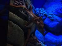 sea aquarium, singapore, travel, explore