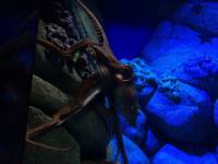 sea aquarium, singapore, travel, explore