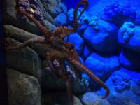 sea aquarium, singapore, travel, explore