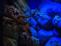 sea aquarium, singapore, travel, explore