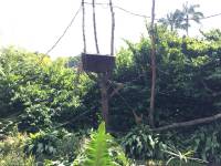 zebra, zoo, singapore, travel, explore