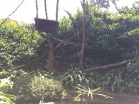 zebra, zoo, singapore, travel, explore