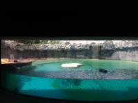 zebra, zoo, singapore, travel, explore