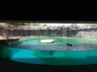 zoo, singapore, travel, explore