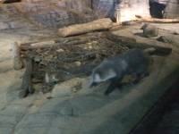 zoo, singapore, travel, explore