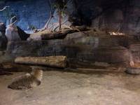 zoo, singapore, travel, explore