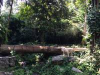 zoo, singapore, travel, explore