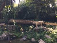 zoo, singapore, travel, explore