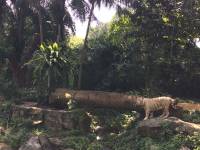 zoo, singapore, travel, explore