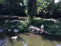 zoo, singapore, travel, explore