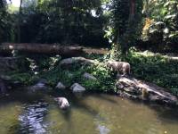 zoo, singapore, travel, explore