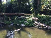 zoo, singapore, travel, explore