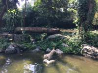 zoo, singapore, travel, explore