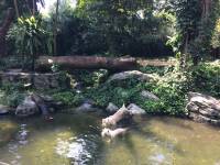 white tiger, zoo, singapore, travel, explore